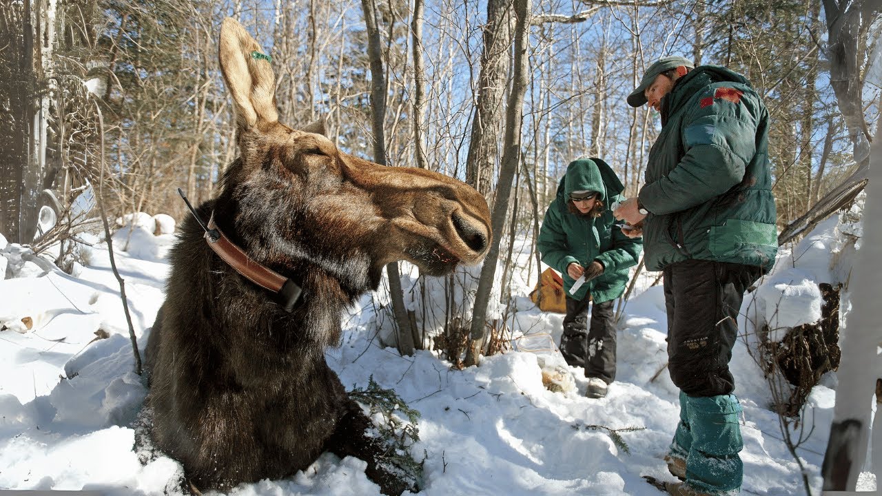 Live Webcam: The Great Moose Migration 2025 (Den Stora Älgvandringen) DAY 28