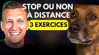 Votre Chien Court Après les chiens, chats, voitures ? Faites Cet Exercice