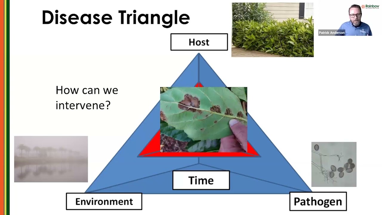 Top Florida Tree and Palm Healthcare Issues and Management Strategies