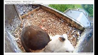 Derby Peregrines Chick's facial expressions 16th May 2024