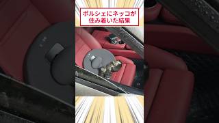 ポルシェにネッコが住み着いた結果 #2ch動物スレ #猫動画 #猫のいる暮らし