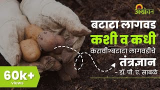 बटाटा लागवड कशी व कधी करावी बटाटा लागवडीचे तंत्रज्ञान - डॉ. पी. ए. साबळे || ॲग्रोवन