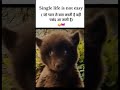 Single #memes #popular #viral #funnymemes #tweetreels #single #life #easy #love #pyaar #pasand