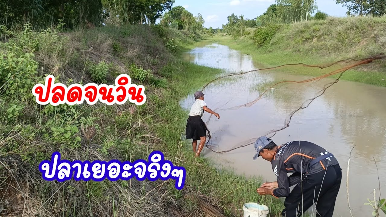 ปลดจนวิน ใส่เบ็ดในคลองน้ำขึ้นใหม่ ปลาเยอะจริงๆ ต้มปลาซดน้ำ ท่ามกลางเสียงกบเขียด ดวนกับพ่อใหญ่แจ็ค