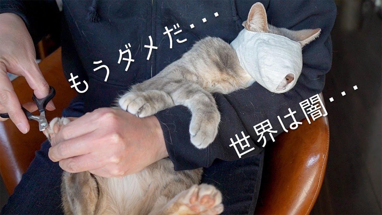 猫アイマスク キャットアイマスク 爪切りなどのお手入れ時に大人しくなる!!