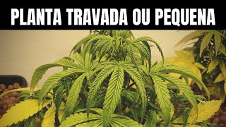 Reasons why your plant isn't growing or is stunted!