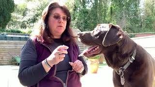 Clicker Training a reactive dog