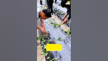 Cách trồng khoai lang siêu đỉnh #farming #farmer #farmer