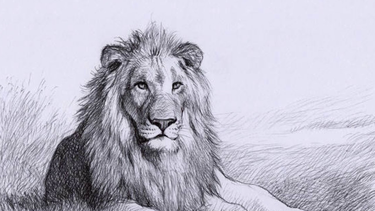 Нисходящий лев. Лев рисунок. Нарисовать Льва. Лев карандашом. Лев срисовать.