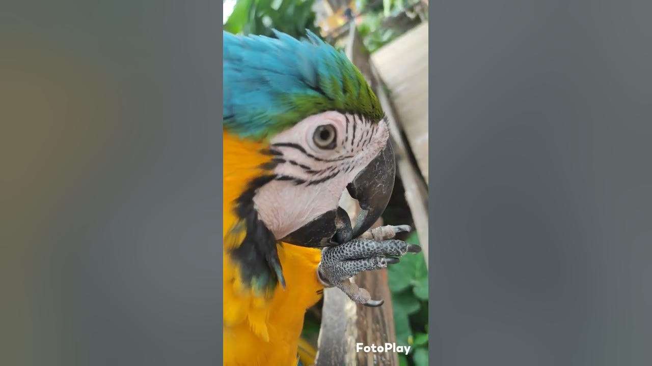 big-parrot-blue-hyacinth-macaw-feedinginhand-happy-love-tamil