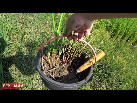 Video Kiếm cây thủy sinh ngoài ruộng về trồng trong hồ cá... - youtube