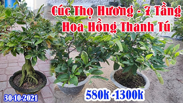 Ngày 30/10. Cúc Thọ Hương, cúc hoa hồng thanh tú, 7 tầng chơi tết 2022 ☎ 0386573894