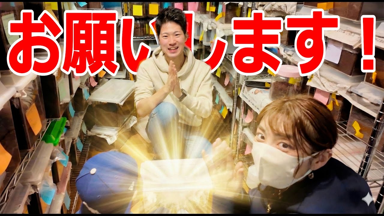 ヘラクレスのマットにぷしゅー!! トップブリーダーの驚きのテクニックとは!?