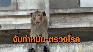 เริ่มแล้ว! กรมอุทยานฯ ลุยจับลิงทำหมัน-ตรวจโรค ปล่อยสู่กรง 25 ตัว แก้ปัญหาลิงลพบุรี