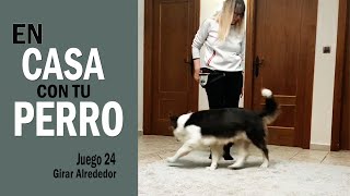 En CASA con tu PERRO  [JUGAR con tu PERRO en CASA Juego 24 Girar Alrededor]  Cuarentena