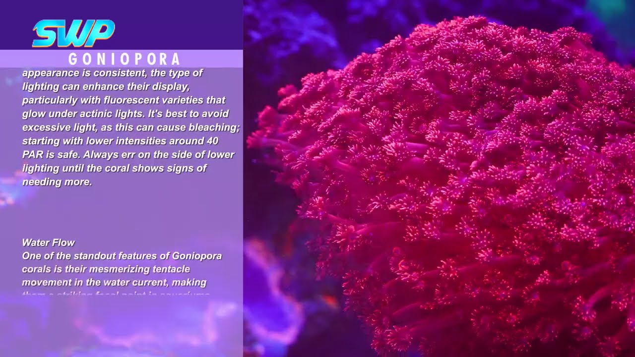 All about Goniopora Coral