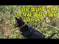 ମନି ଅମରୀ ନଟା ରୁ କଣ ଆଣିବ ଆଶ ଦେଖିବା? | Odia Dog story | Natia Comedy | Mahi Family 07