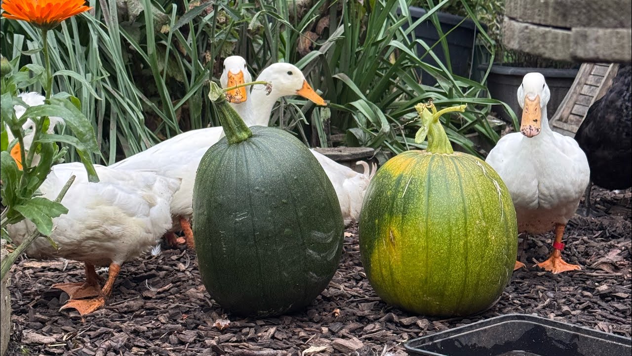 Allotment Tour! (December 25)