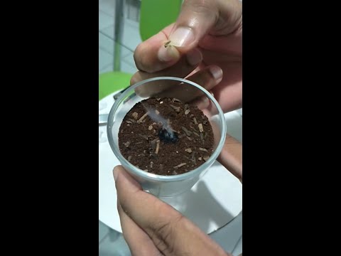 Vídeo: Como manter os insetos longe enquanto acampa