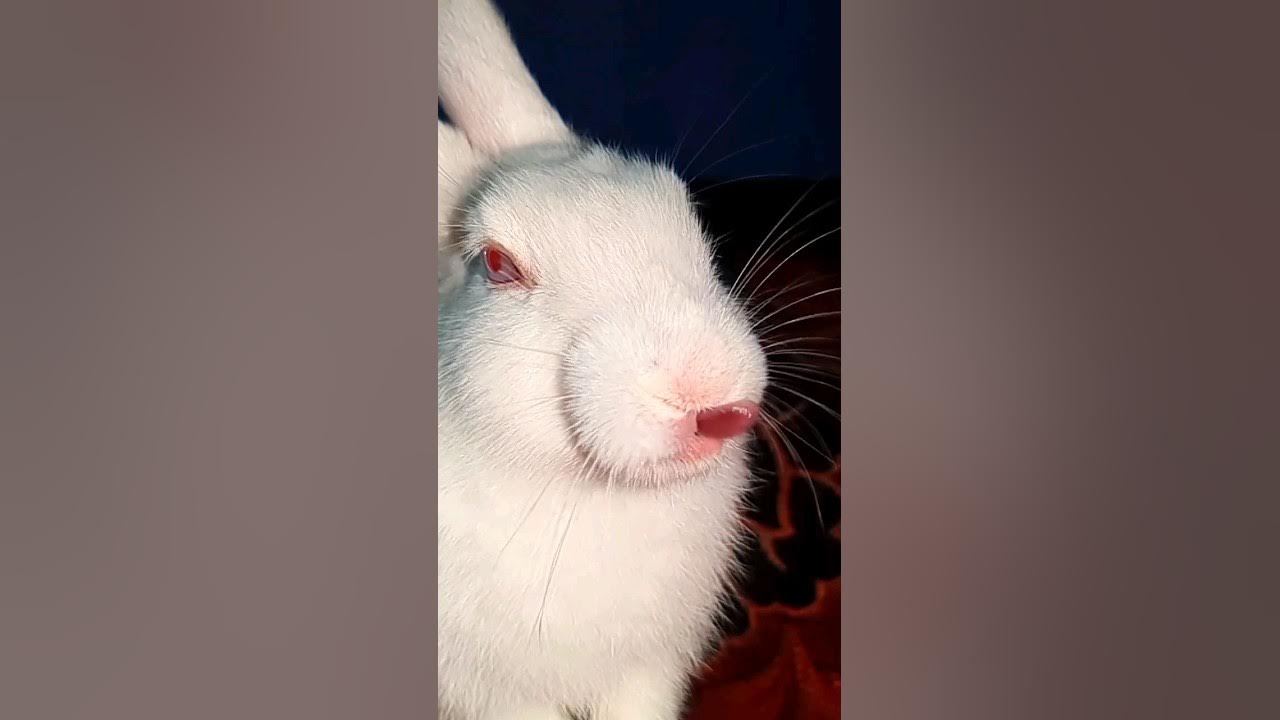 Rabbit Slow motion After Eating Grapes newsong cuteanimals rabbit-slow-motion-after-eating-grapes-newsong-cuteanimals