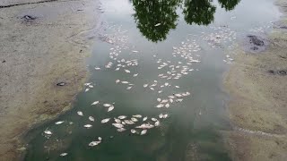 Dozens of Dead, Decomposing Fish Stink Up Indiana Neighborhood