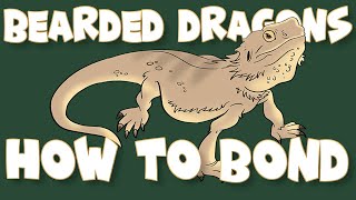How to Bond With Your Bearded Dragon Net Worth