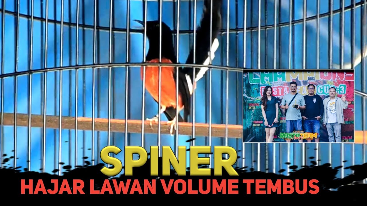 SPINER🔥 HAJAR LAWAN, VOLUME TEMBUS MATERI MELIMPAH
