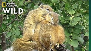 Squirrels Seek Warmth in Winter by Snuggling | Nat Geo Wild