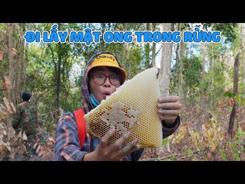Video Chị Thơ Đi Lấy Mật Ong Trong Rừng Sâu - youtube