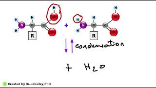Topic 2 4 protein