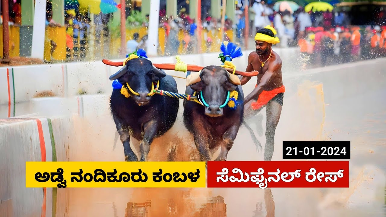 Adve Nandikoor Kambala Semi Final race 2024 | ಅಡ್ವೆ ಕೋಟಿ ಚೆನ್ನಯ ಜೋಡುಕರೆ ಕಂಬಳ ಸೆಮಿ ಫೈನಲ್ ರೇಸ್