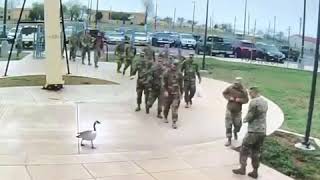 Soldier Attacked by a Goose!