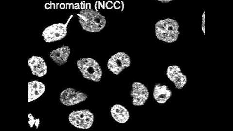 Chromatin domains and the interchromatin compartment form structurally defined and functionally int