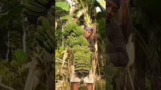 Lihatlah pisang ini Berapa sisir ya ?? #shorts #short