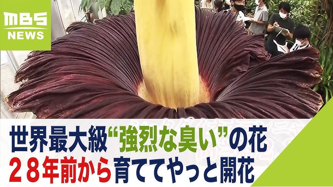 世界最大級で 強烈な臭い の花が開花 ２８年前から育ててやっと ２日しか咲かず 21年7月16日 Youtube