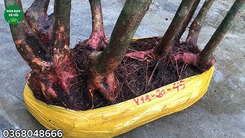 Hoa sim tím dáng bụi 9 thân rễ tơ nhiều