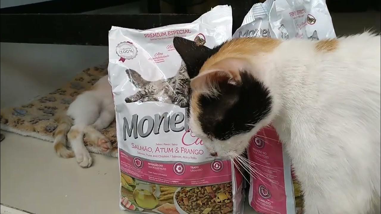 Monello cat food made from Brazil YouTube