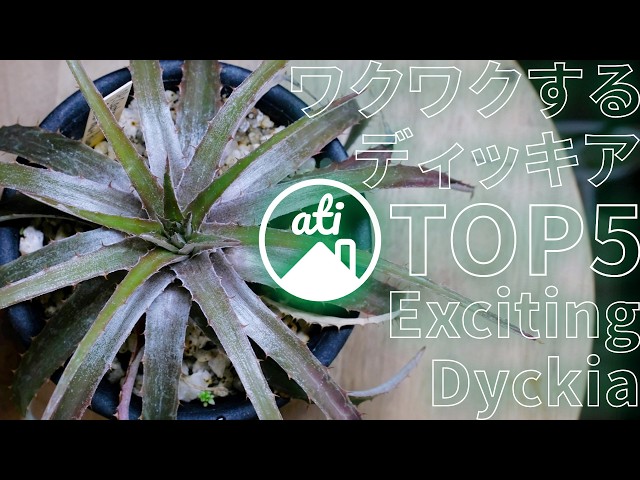 Dickia] Exciting stocks are the best [TOP 5] - YouTube