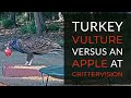 A Turkey Vulture versus an Apple at CritterVision!