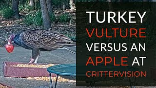 A Turkey Vulture versus an Apple at CritterVision!