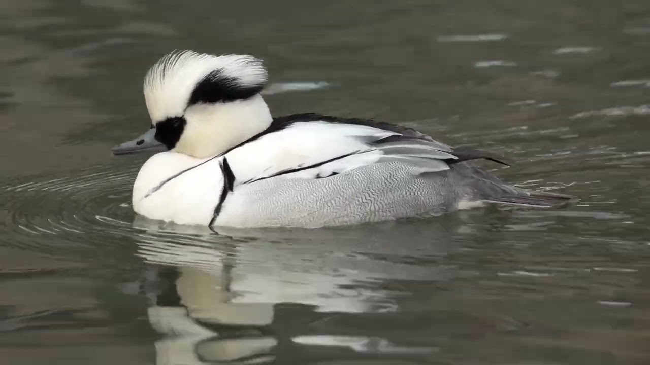 Hyoko Weekly 2026 01 30