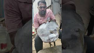 spade fish mysteries #dailyvlog #viral #shortsfeed