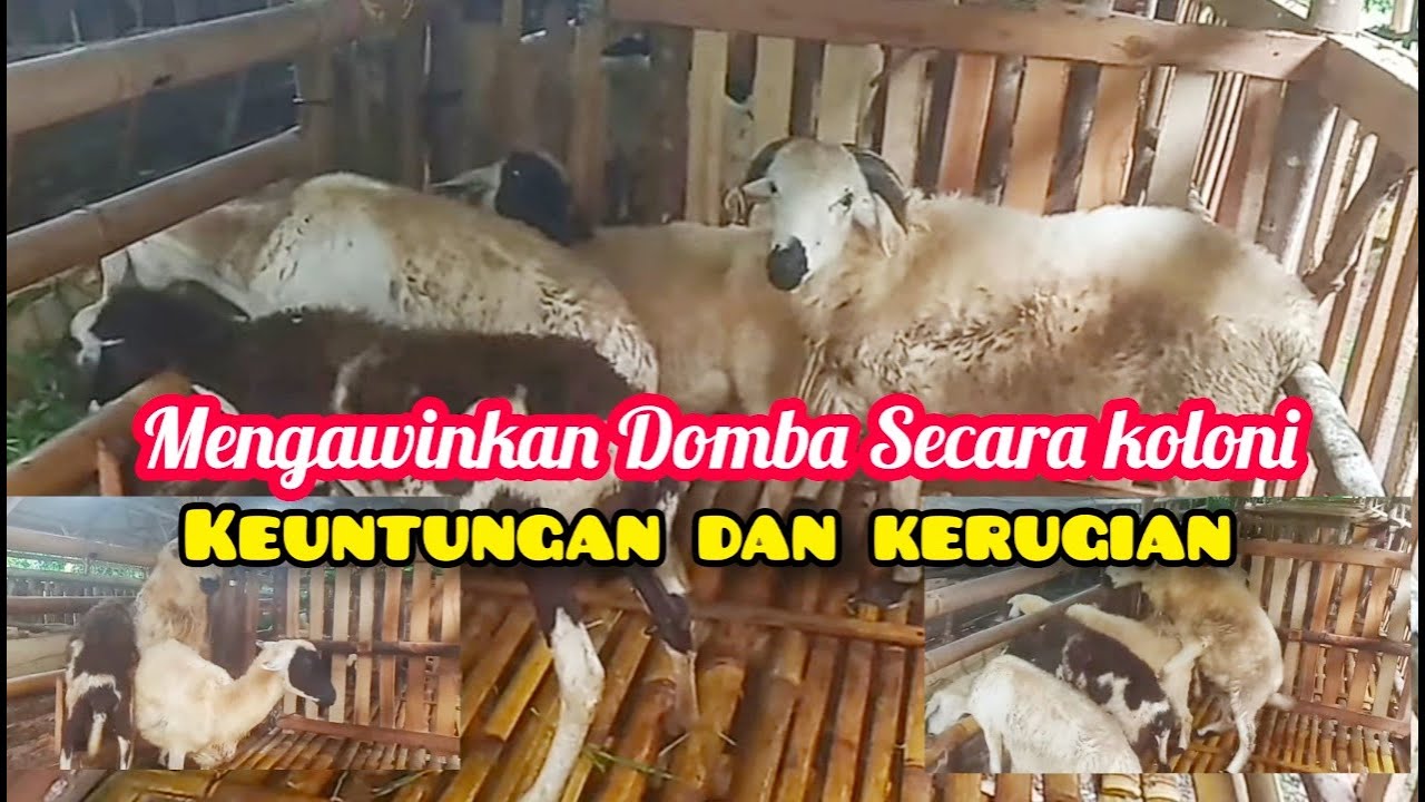 Mengawinkan Domba Secara Koloni Pasti Hamil || Keuntungan dan Kerugian