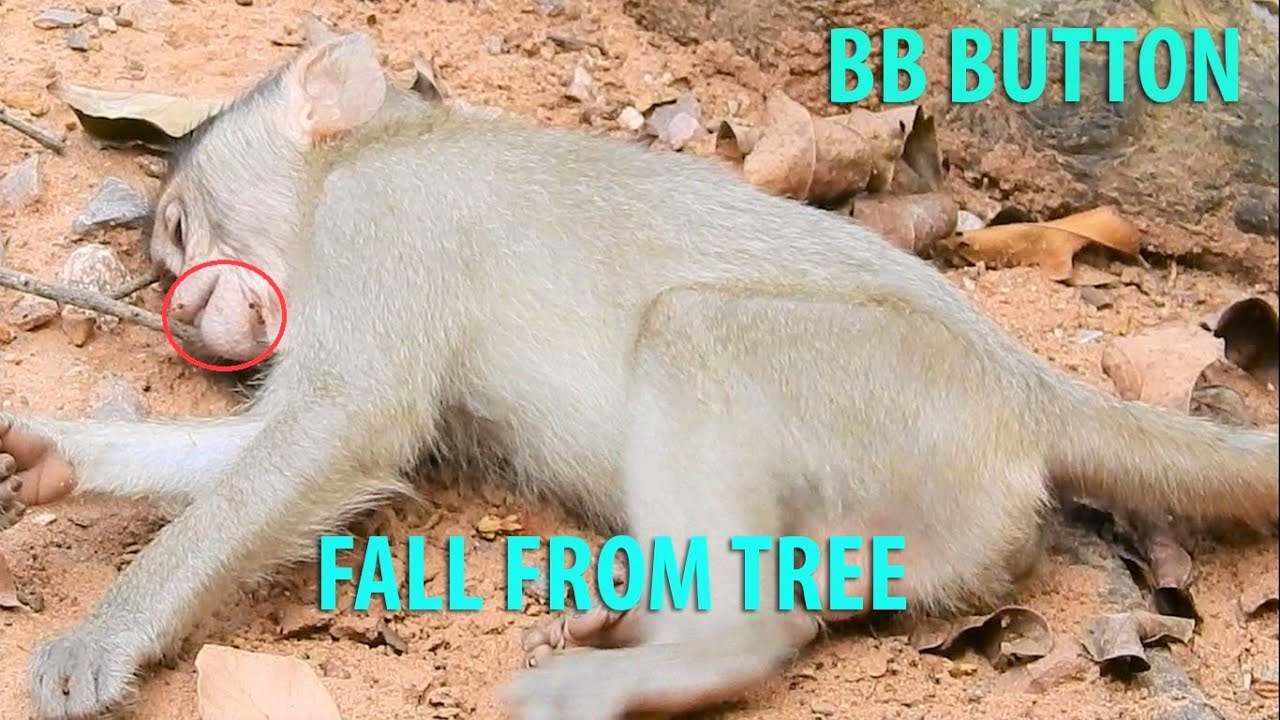 Breaking News!BB Button Fall From Tree During Play & Not Wake Up Long Time|Red Ants Bite|Cara Help