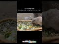 グンディの赤ちゃんの最近