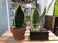 Sansevieria leaf into water propagating