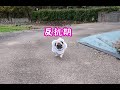 飼い主に全力で反抗するもあっけなく鎮圧されるパグ犬ぷぅ Pug