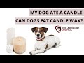 Are Candles Safe for Dogs? Understanding the Risks and Precautions