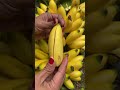 Banana Fruit From Indonesia Banana Banana Fruit From Indonesia Banana