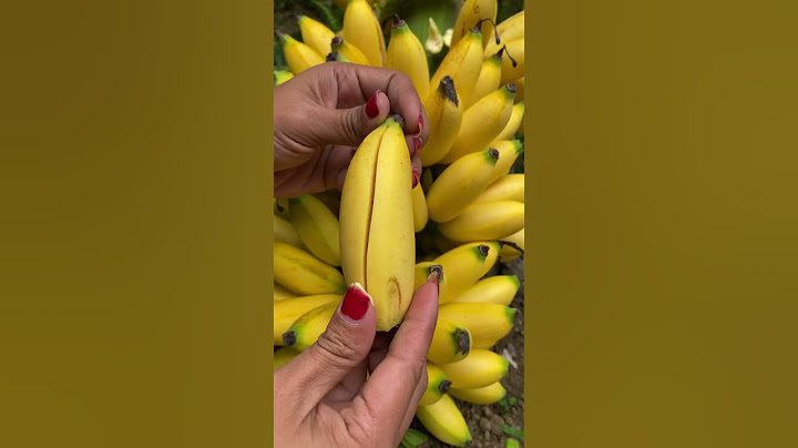 Banana Fruit From Indonesia #banana